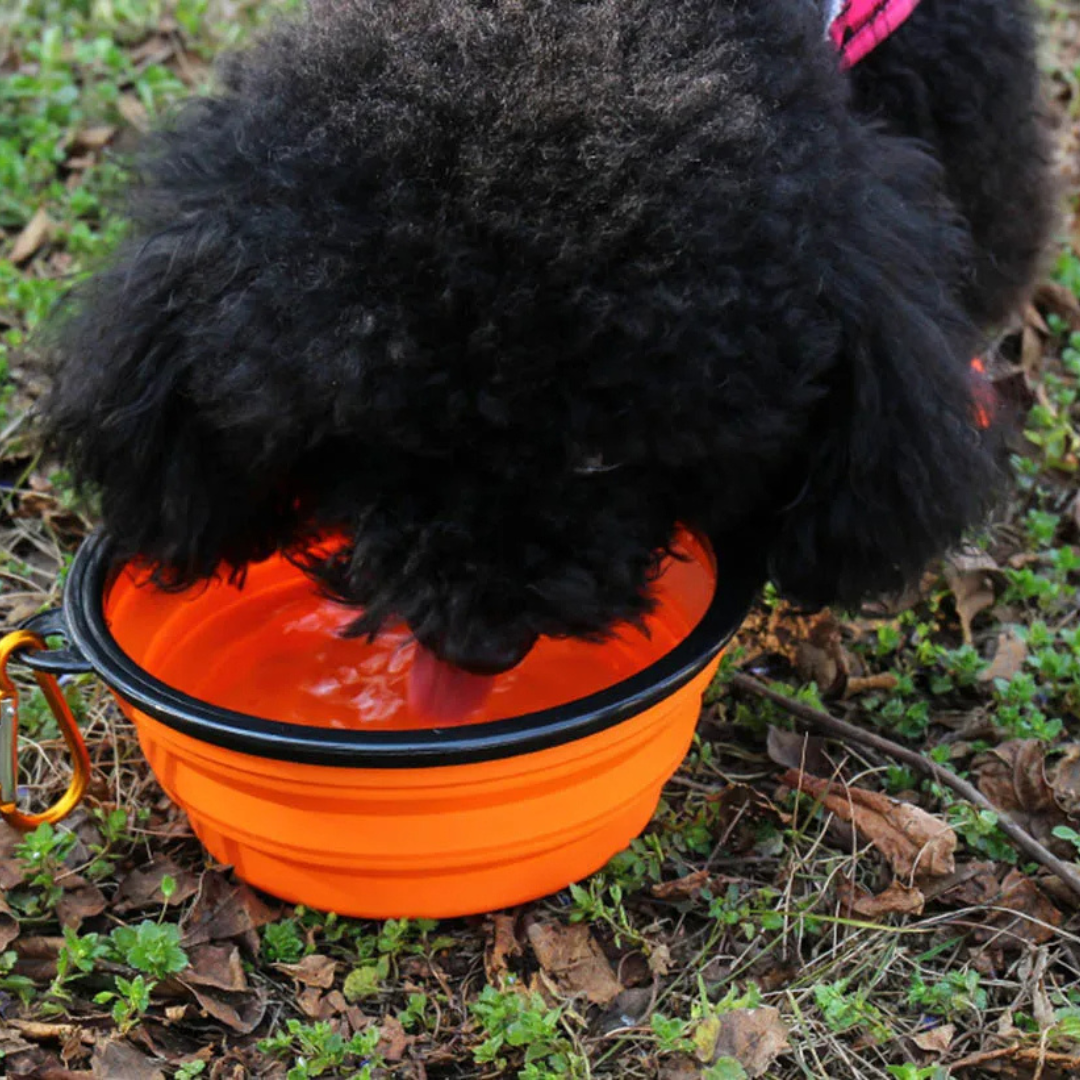 Tigela Retrátil 2 em 1 para Pets