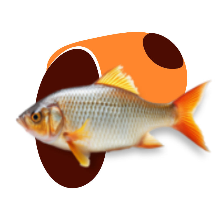 Peixes e pássaros
