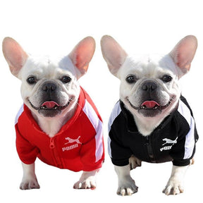 Jaqueta Estilosa para Cães – Proteção e Personalidade para os Dias Frios