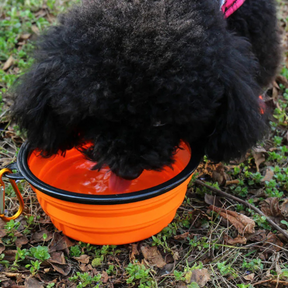 Tigela Retrátil 2 em 1 para Pets
