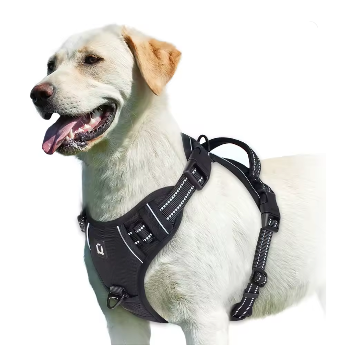 Cachorro de porte médio equipado com peitoral anti puxão com faixa refletiva Madrupet