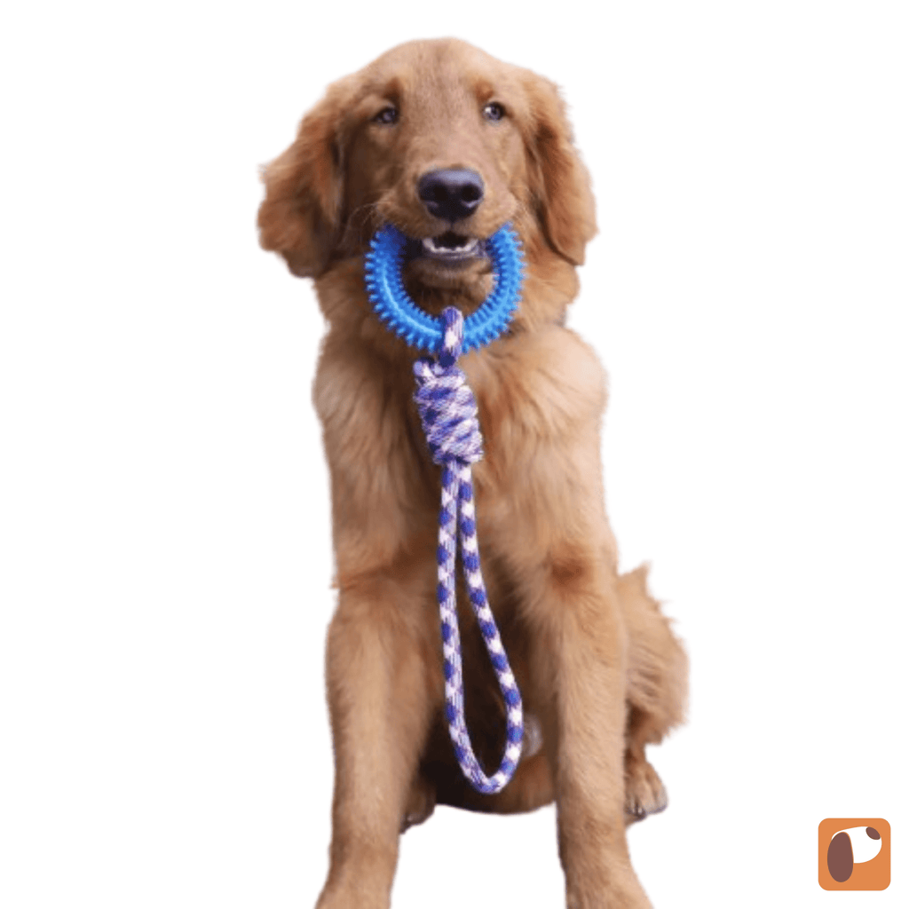 Brinquedo interativo para cães anel dental em borracha resistente para limpeza dos dentes