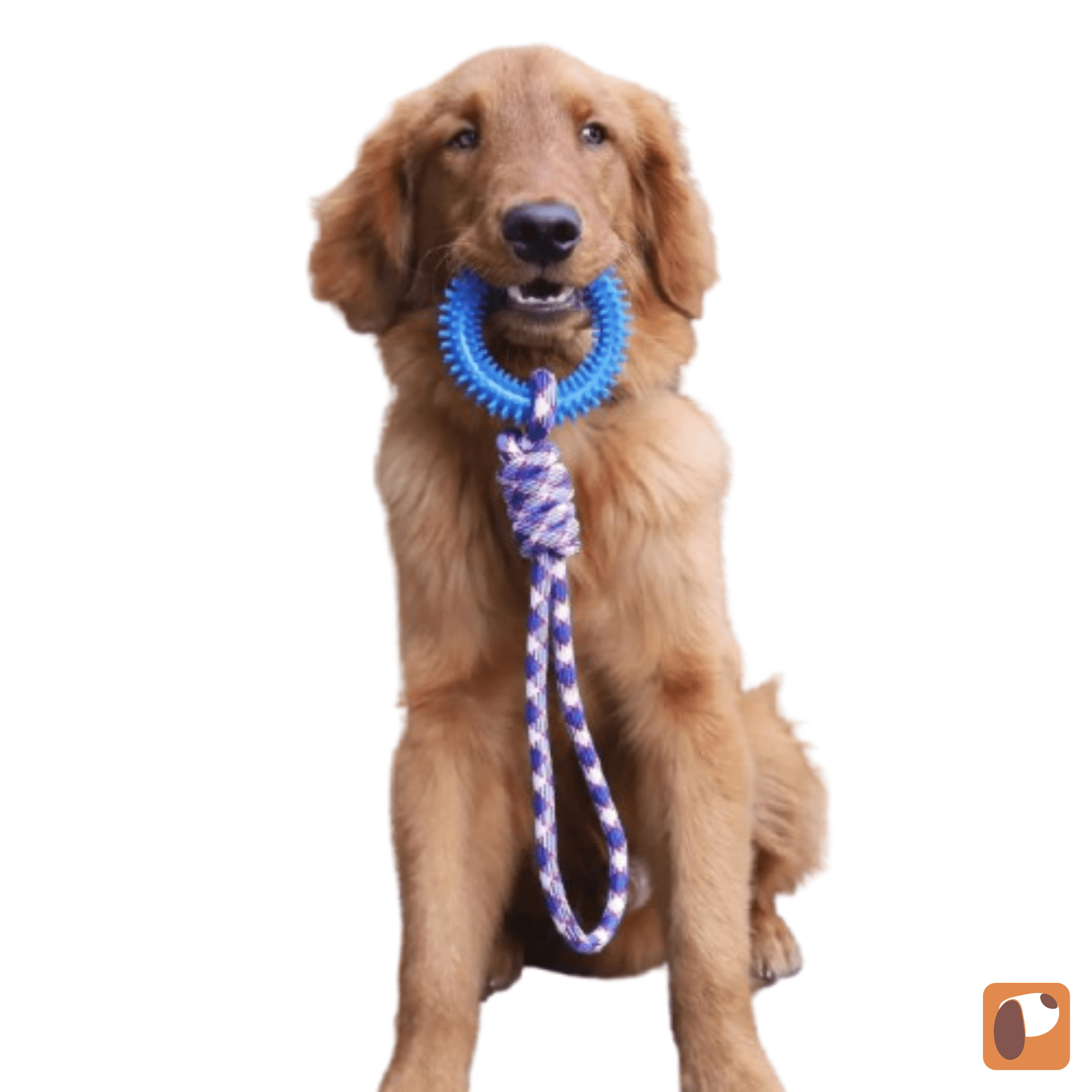 Brinquedo interativo para cães anel dental em borracha resistente para limpeza dos dentes