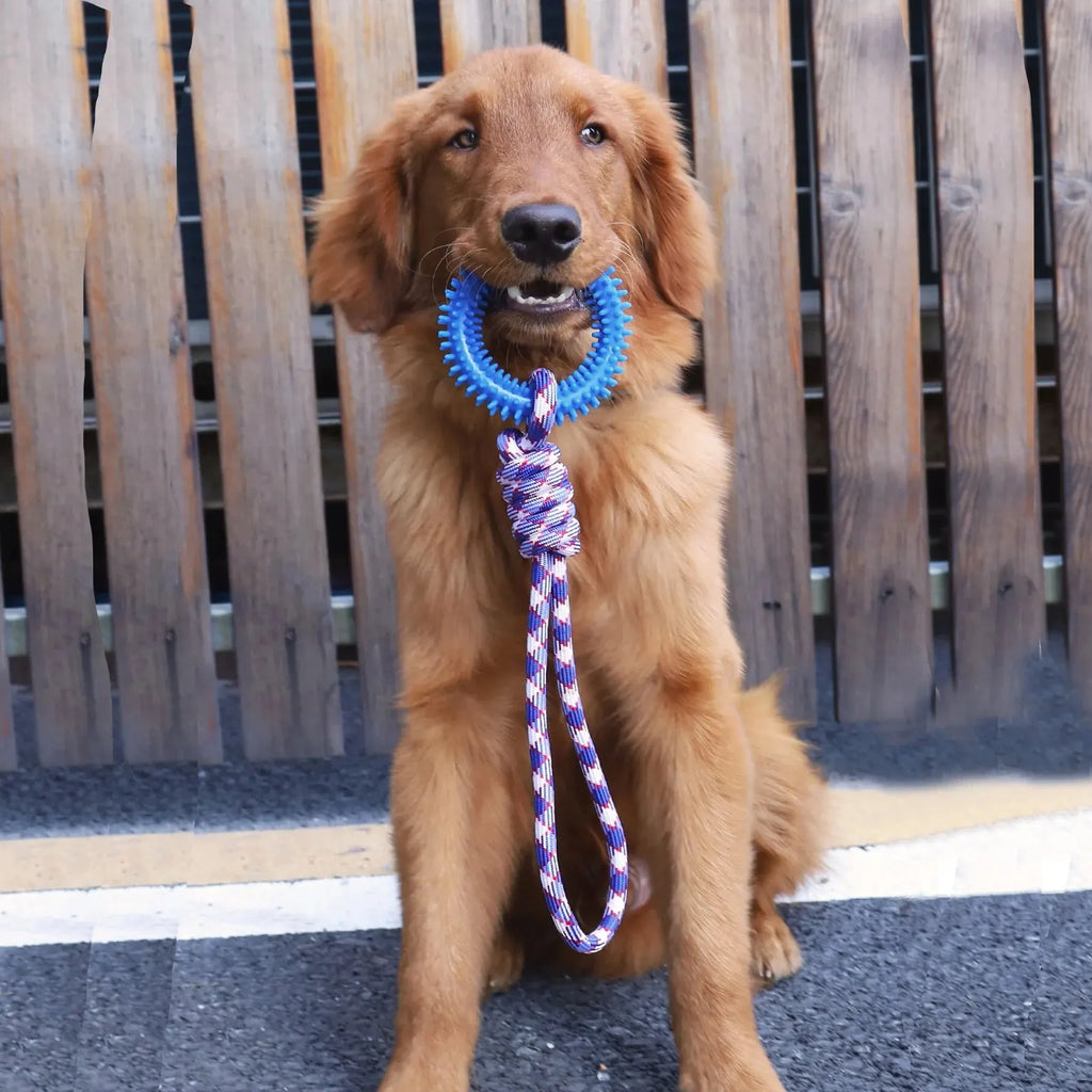 Brinquedo interativo para cães anel dental em ambiente interno para estimular a mastigação
