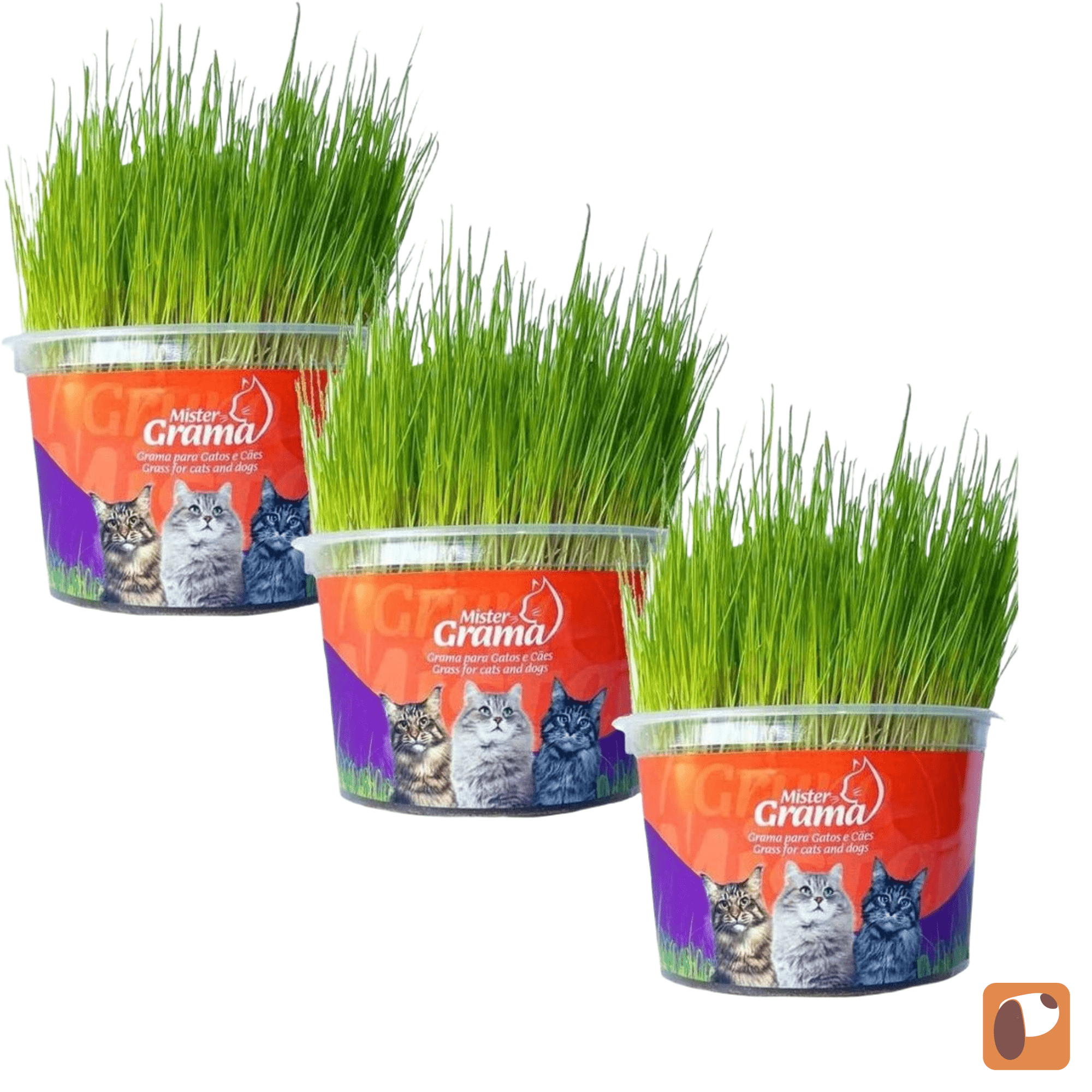 Kit com 3 unidades de grama natural para gatos, promovendo bem-estar e digestão saudável