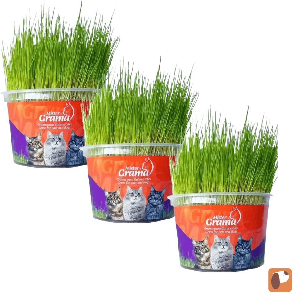 Kit com 3 unidades de grama natural para gatos, promovendo bem-estar e digestão saudável