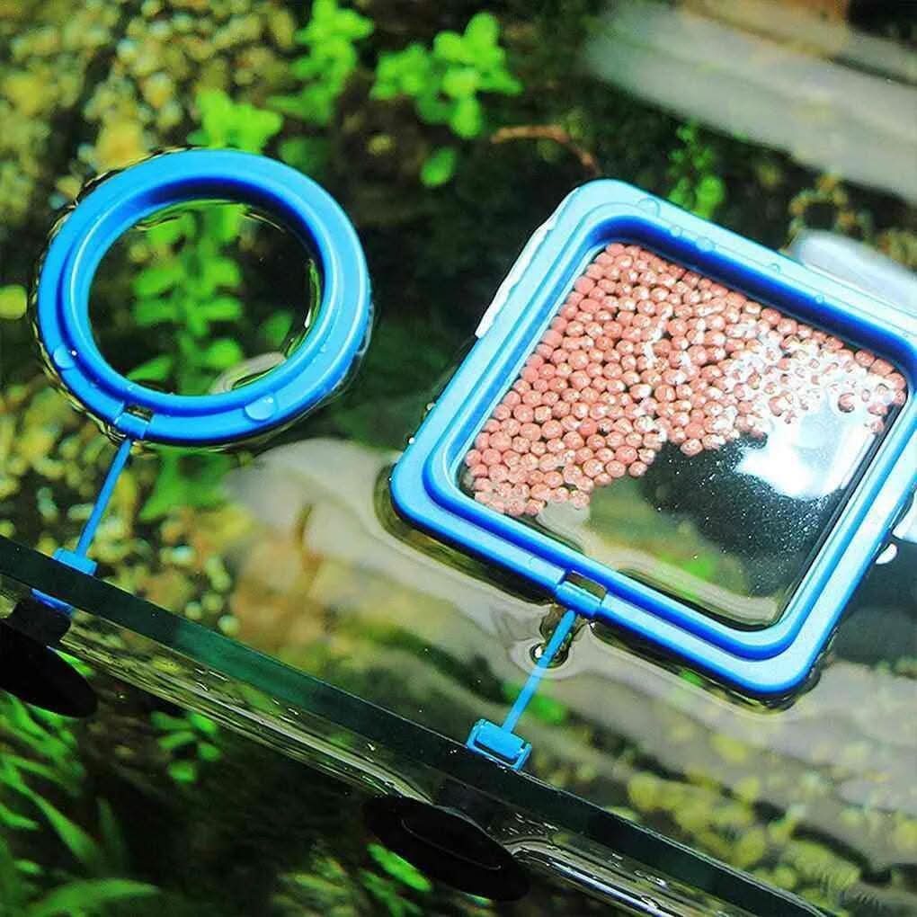 Peixe se alimentando no alimentador flutuante para aquário em ambiente natural dentro do tanque