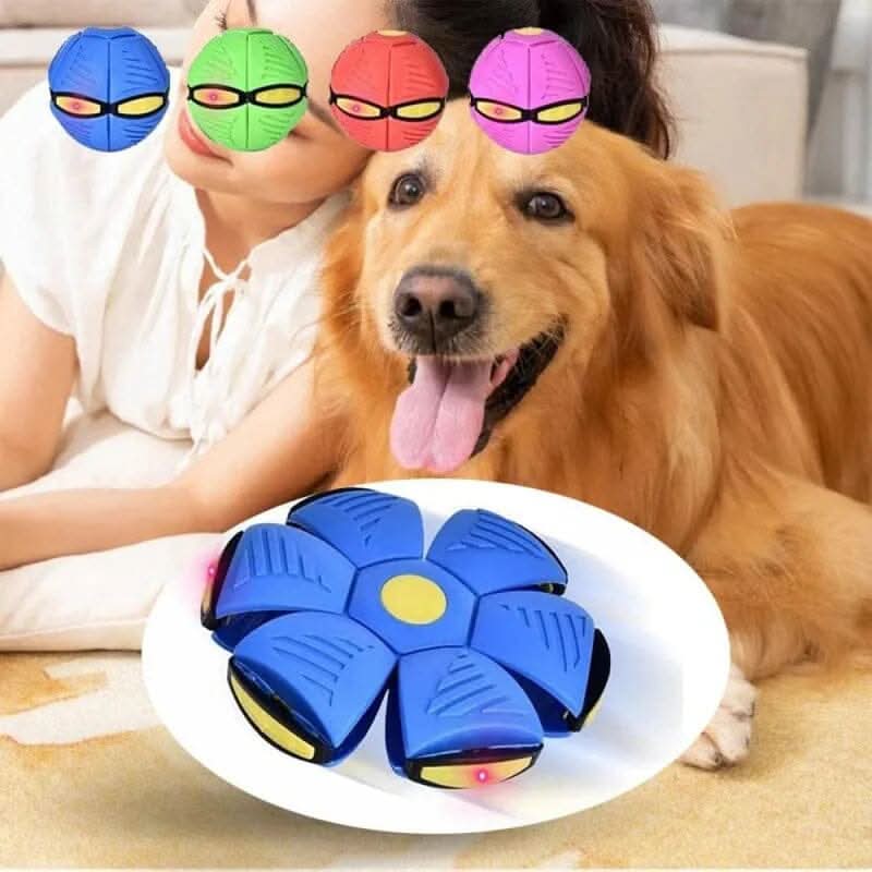 cachorro brincando com bola led que quica sozinha em área externa