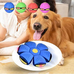cachorro brincando com bola led que quica sozinha em área externa