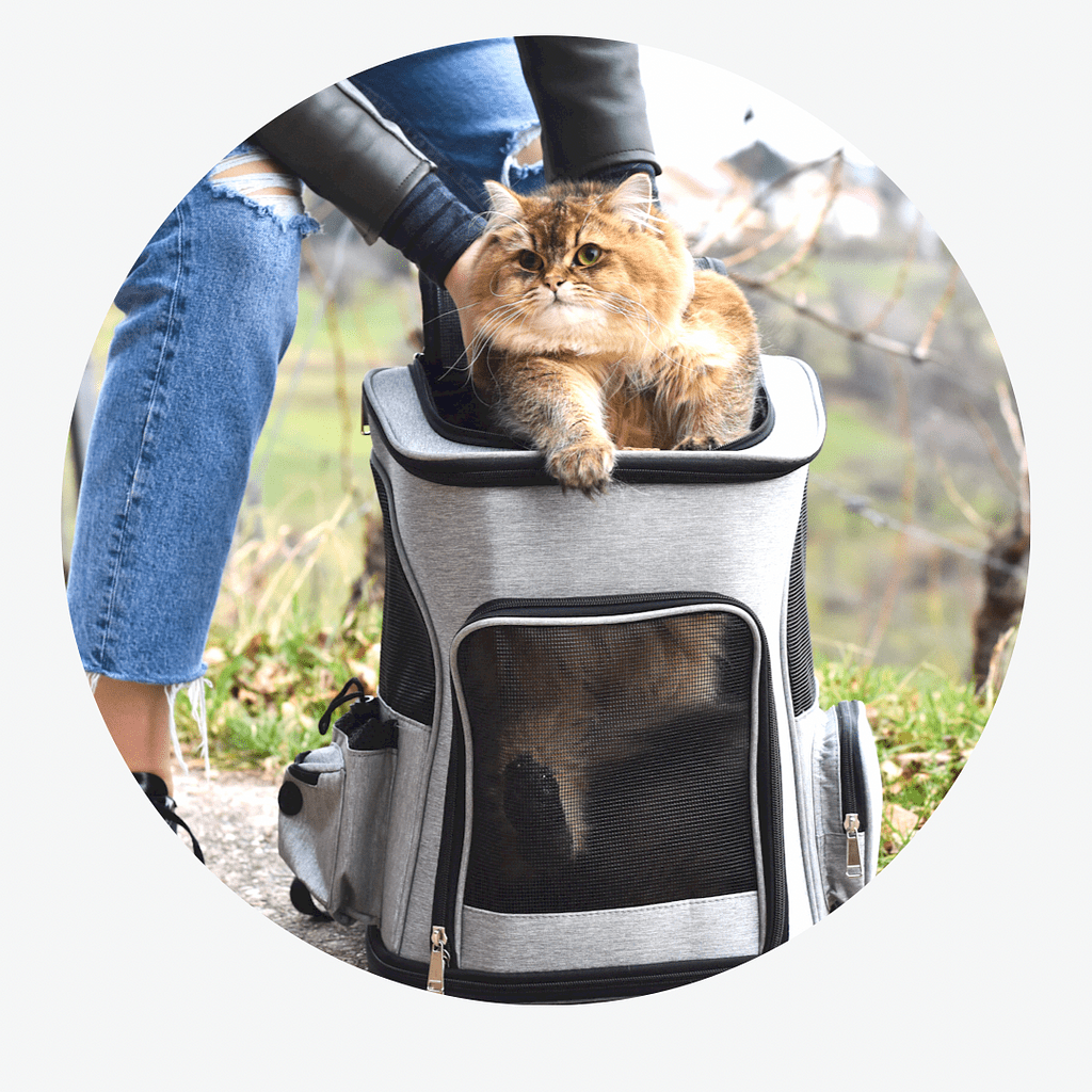 Bolsa de transporte para gatos em uso com cachorro pequeno, mostrando versatilidade do produto