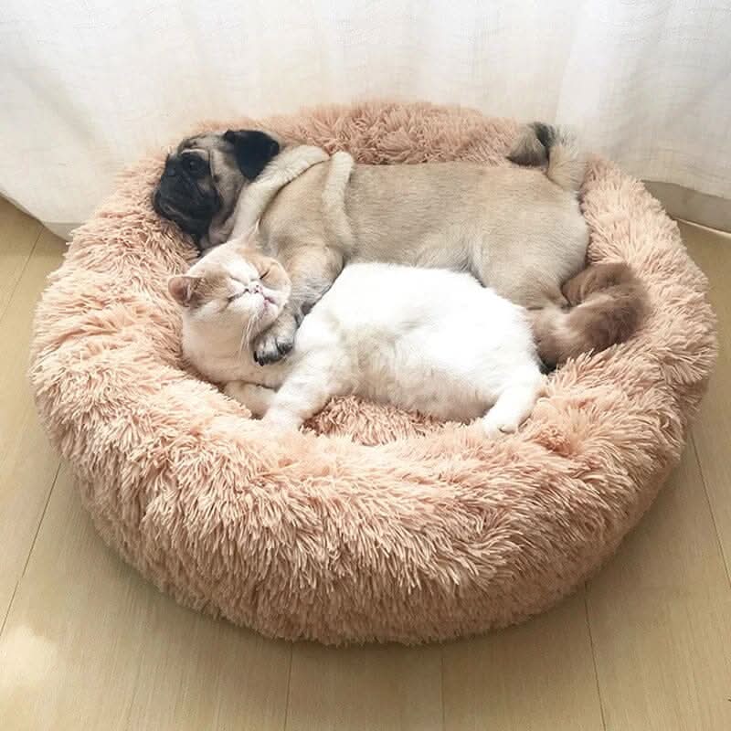 Cachorro deitado confortavelmente na cama nuvem para cães e gatos em ambiente doméstico