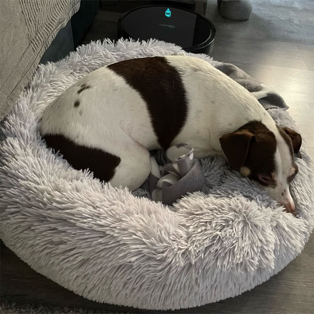 Gato relaxando na cama nuvem para cães e gatos com enchimento macio e suporte ergonômico