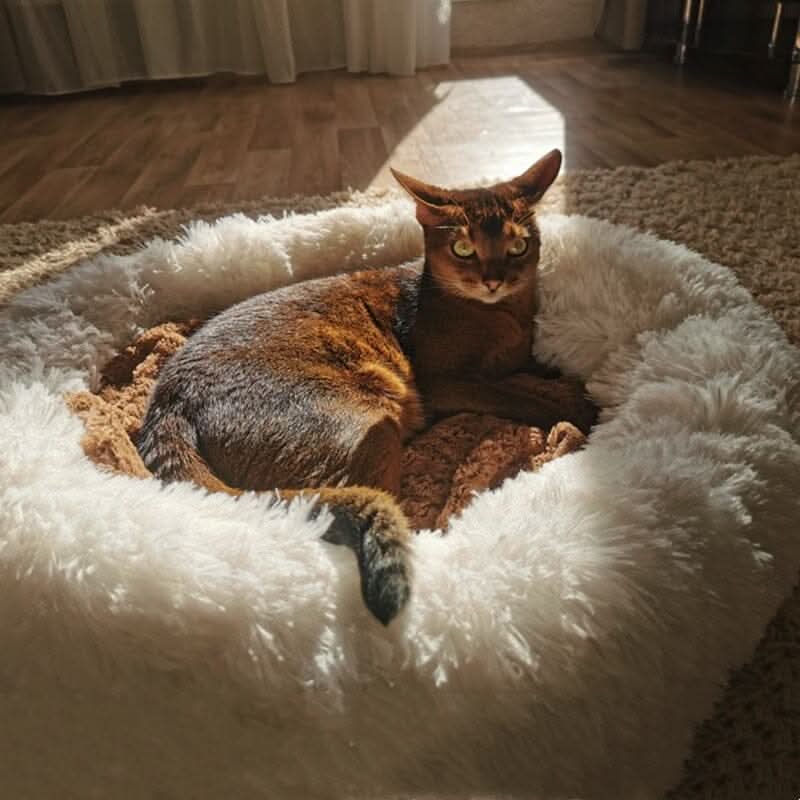 Cama nuvem para cães e gatos em cor cinza claro destacando o formato arredondado