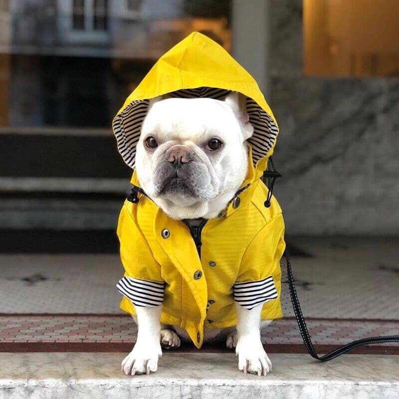 Capa de chuva para cães tamanho médio, mostrando fechamento com velcro para ajuste fácil