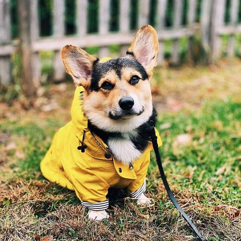 Detalhe do tecido impermeável e costuras reforçadas da capa de chuva para cães