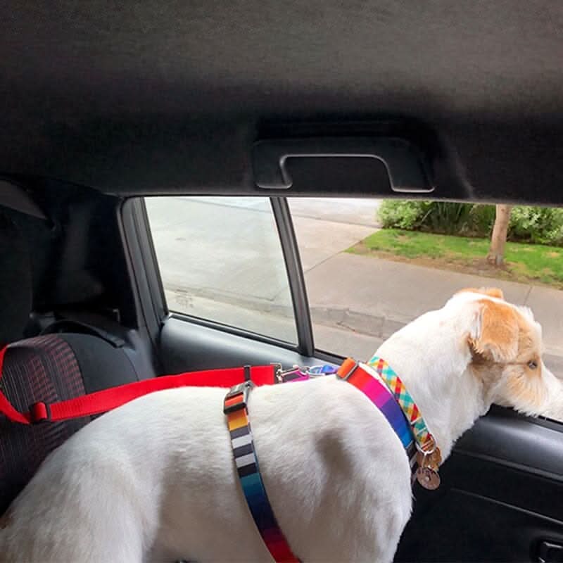 Cachorro usando cinto de segurança para pet preso no banco do carro garantindo proteção