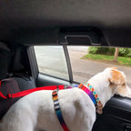 Cachorro usando cinto de segurança para pet preso no banco do carro garantindo proteção