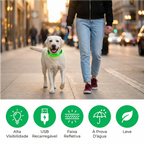Cão correndo ao ar livre com coleira led para pets acesa para melhor visibilidade Madrupet