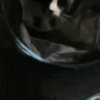 Gato pulando para dentro do túnel interativo para gatos, mostrando agilidade e diversão