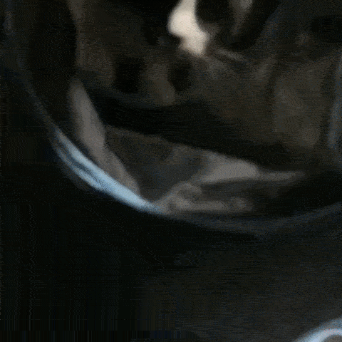 Gato pulando para dentro do túnel interativo para gatos, mostrando agilidade e diversão