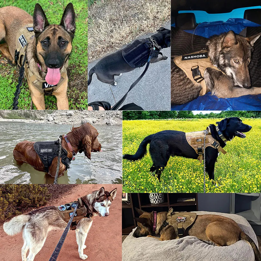 Detalhe da alça reforçada do peitoral tático militar para cachorro