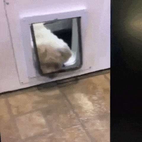 Gato atravessando porta exclusiva para gatos em ambiente externo com segurança garantida