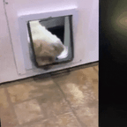 Gato atravessando porta exclusiva para gatos em ambiente externo com segurança garantida