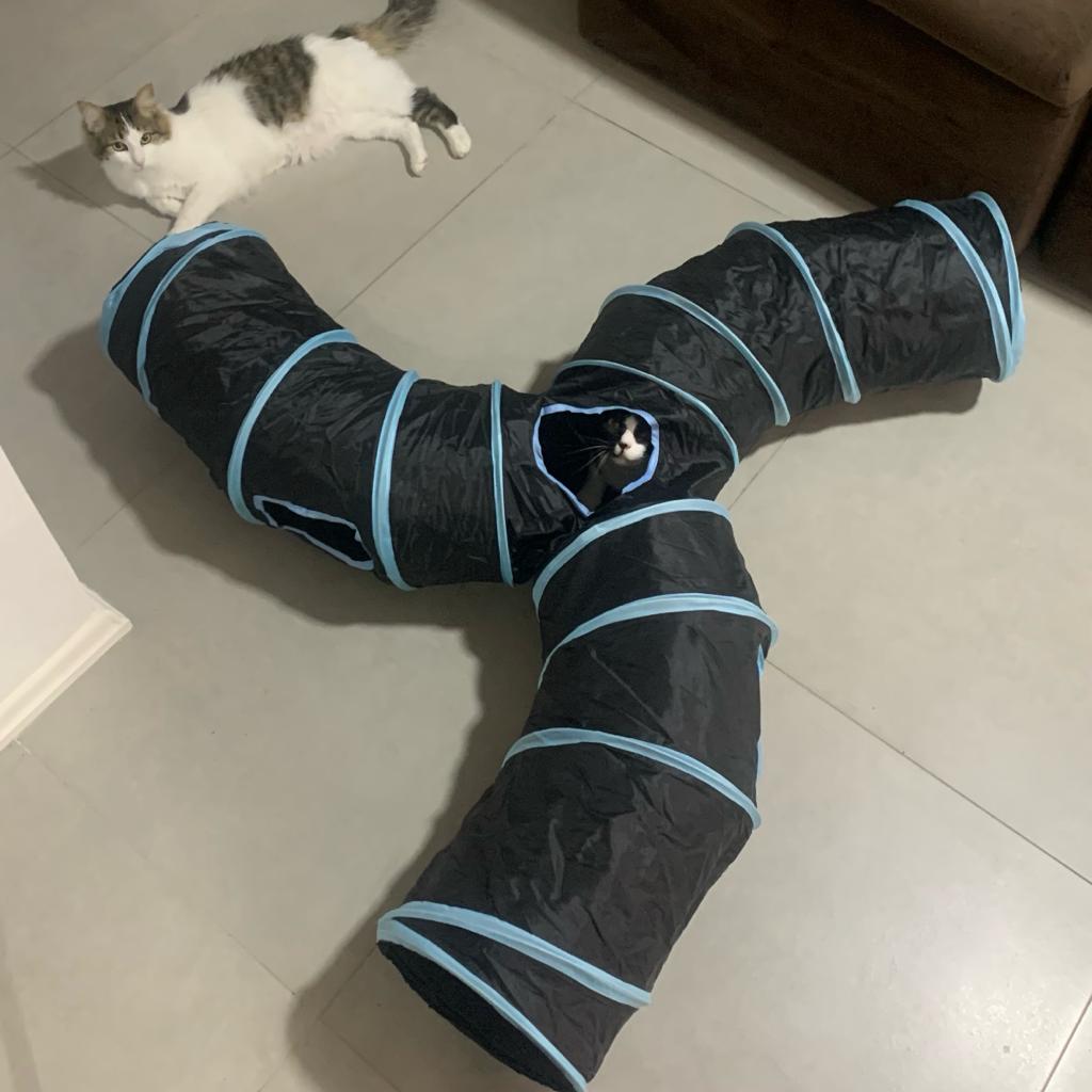 Gato se escondendo dentro do túnel interativo para gatos durante brincadeira ativa