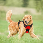 Cachorro usando peitoral ajustável com controle anti puxão durante caminhada