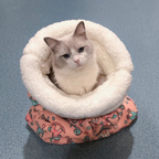 Gato saindo da cama saco para gatos, evidenciando fácil acesso e conforto