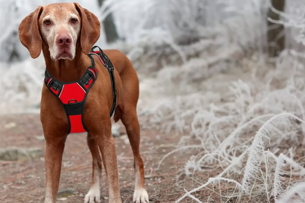 Detalhe do peitoral para cachorro com tecido respirável e ajuste fácil