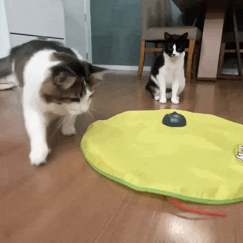 Tapete brinquedo interativo para gatos Madrupet, ideal para diversão autônoma e estimulação mental