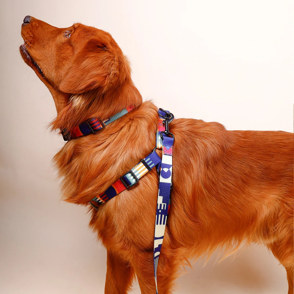 Cachorro usando conjunto peitoral e guia estampado ajustável durante passeio ao ar livre