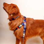 Cachorro usando conjunto peitoral e guia estampado ajustável durante passeio ao ar livre