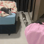 Ambiente pet-friendly com túnel interativo para gatos e brinquedos espalhados pelo chão