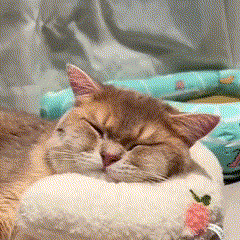 Travesseiro ergonômico para gatos Madrupet em tom neutro ideal para qualquer decoração