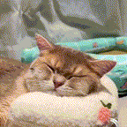 Travesseiro ergonômico para gatos Madrupet em tom neutro ideal para qualquer decoração