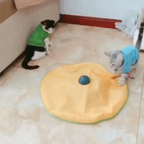 Cenário de brincadeira com gato e tapete brinquedo interativo para gatos em sala de estar