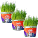 Grama Natural para Gatos – Melhora Digestão e Bem-estar