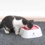 Bebedouro Anti-Respingo para Pets — Água Fresca e Ambiente Limpo