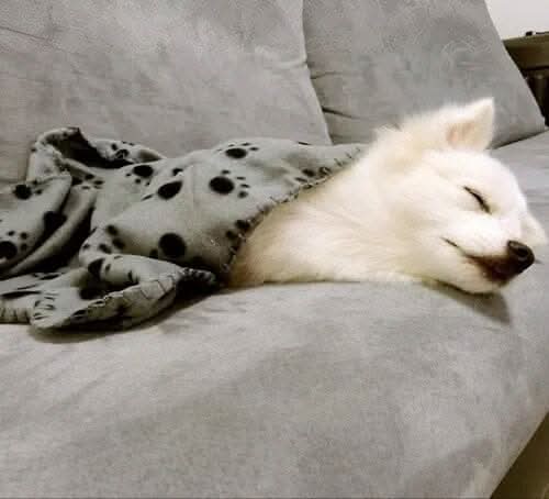 Manta Pet Super Macia – Aconchego Quentinho p/ Cães e Gatos Madrupet 