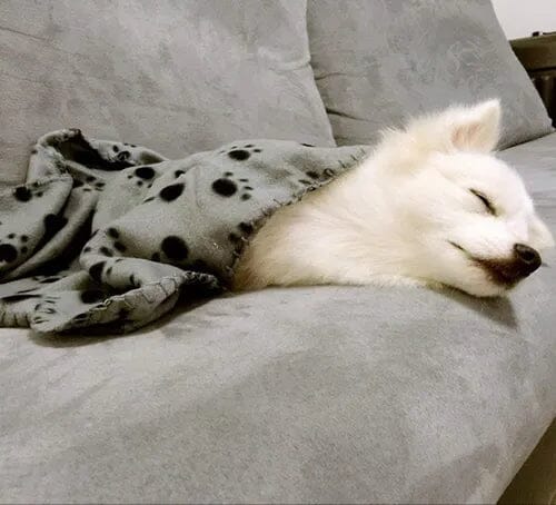 Manta Pet Super Macia – Aconchego Quentinho p/ Cães e Gatos Madrupet 