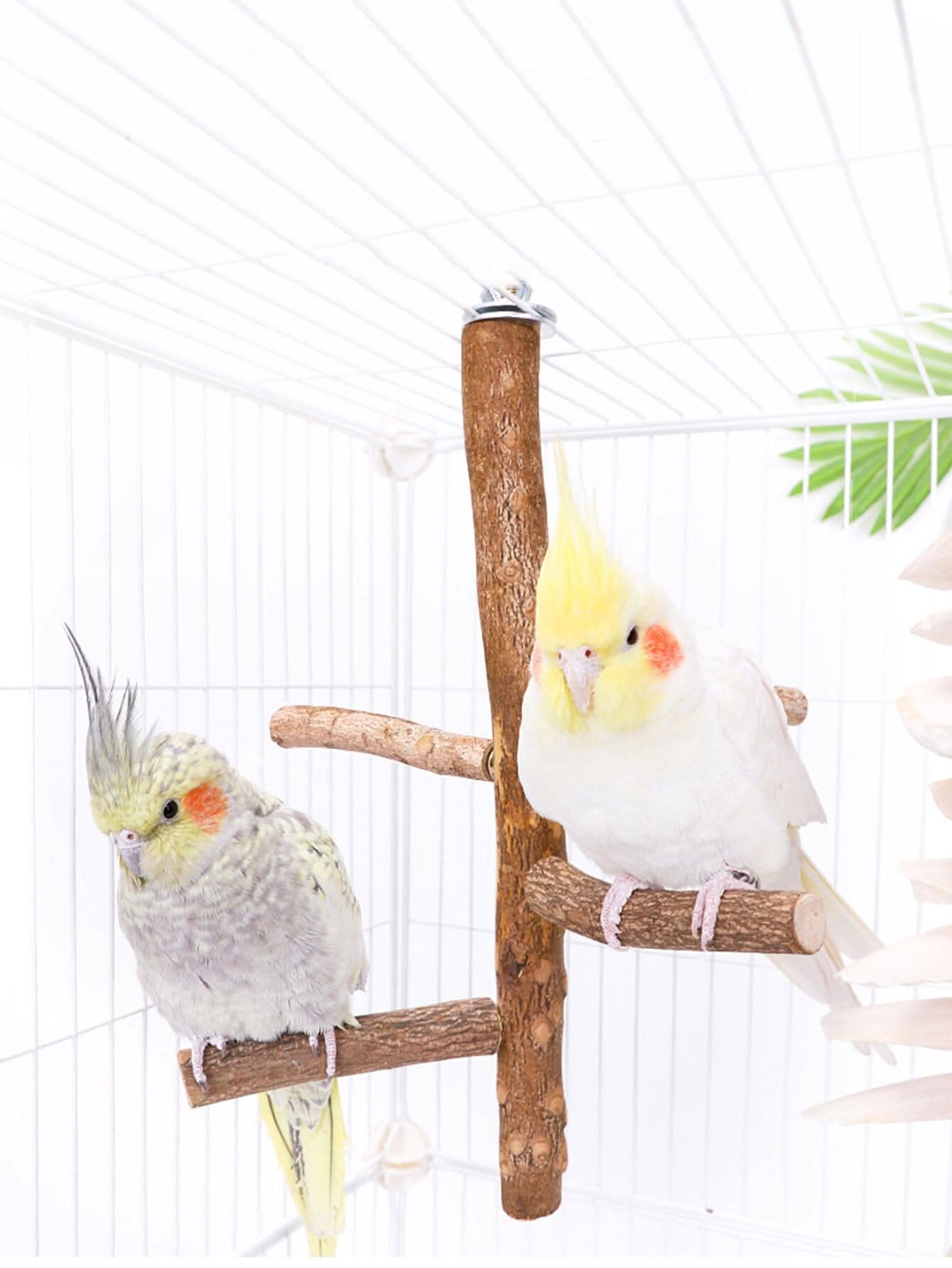 Poleiro Natural Premium para Pássaros - Conforto e Bem-Estar Poleiro para Calopsita de Madeira Sabinovision 