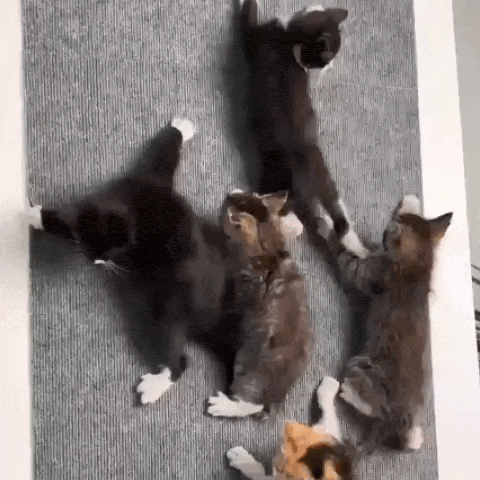 Protetor Antiarranhão para Gatos – Adesivo para Sofá e Móveis Madrupet 