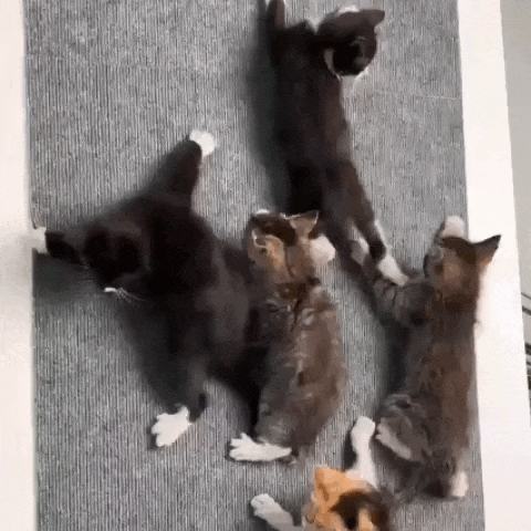 Protetor Antiarranhão para Gatos – Adesivo para Sofá e Móveis Madrupet 