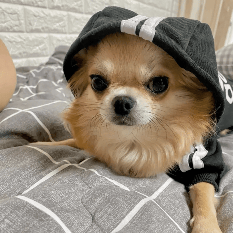 Roupinha Pet Moleton Adidog com Capuz para Cachorros Madrupet 