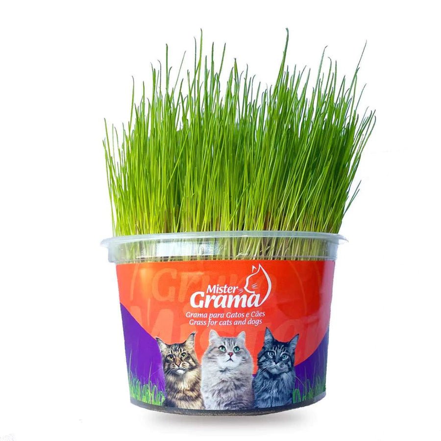 Gato comendo grama natural para gatos, auxiliando na digestão e bem-estar do animal