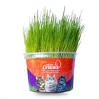 Gato comendo grama natural para gatos, auxiliando na digestão e bem-estar do animal