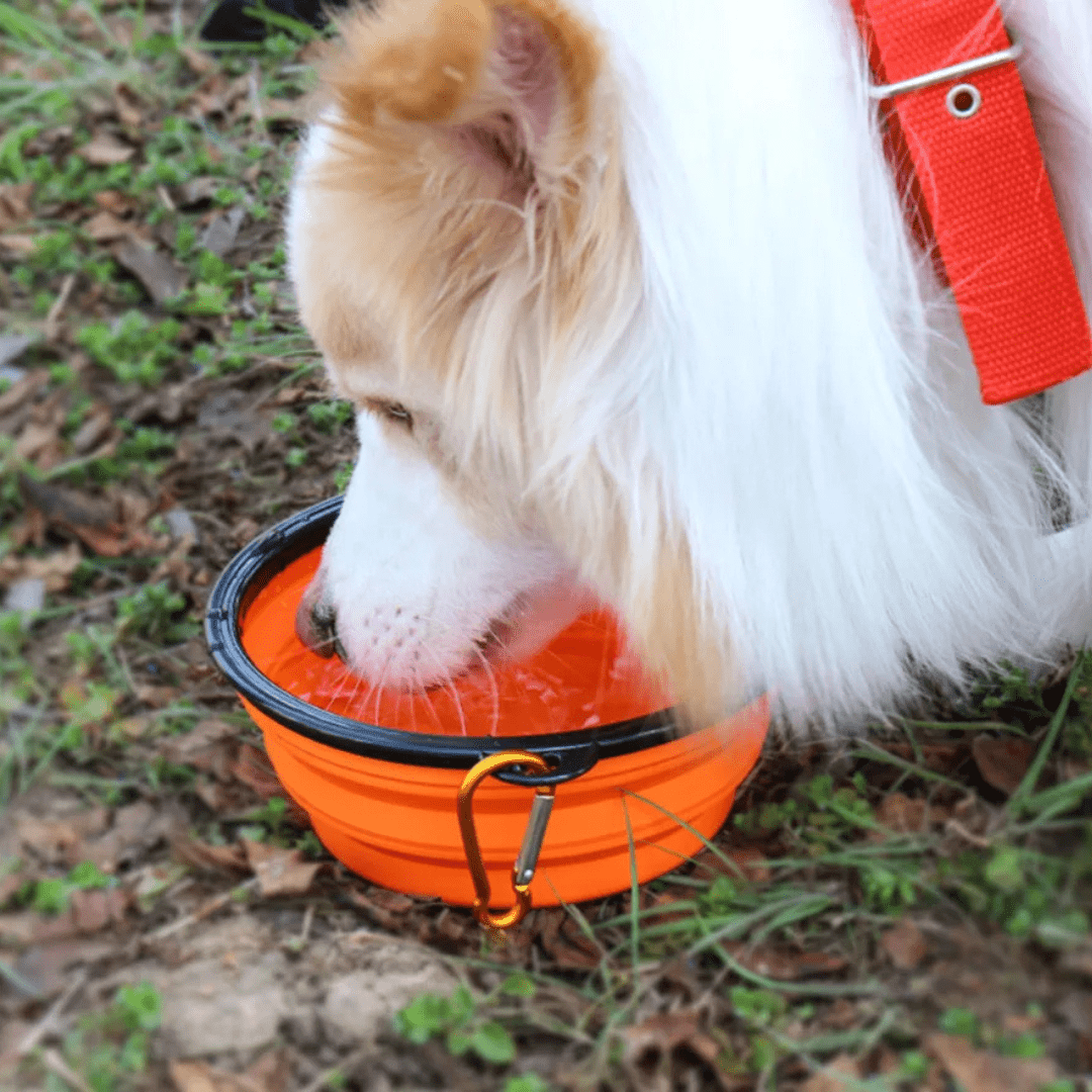 Tigela Pet Retrátil 2 em 1 - Leve Água e Ração Aonde For Comedouro Com Bebedouro Retrátil Para Pets Madrupet 