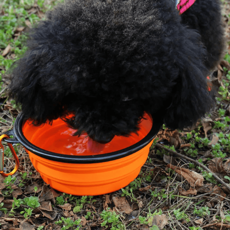 Tigela Pet Retrátil 2 em 1 - Leve Água e Ração Aonde For Comedouro Com Bebedouro Retrátil Para Pets Madrupet 